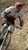 lesgetsdh_lyon2
