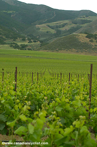 otter03s4_vineyards
