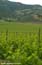 otter03s4_vineyards