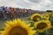 SUMFROWERS-01
