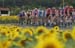 SUNFLOWERS-02