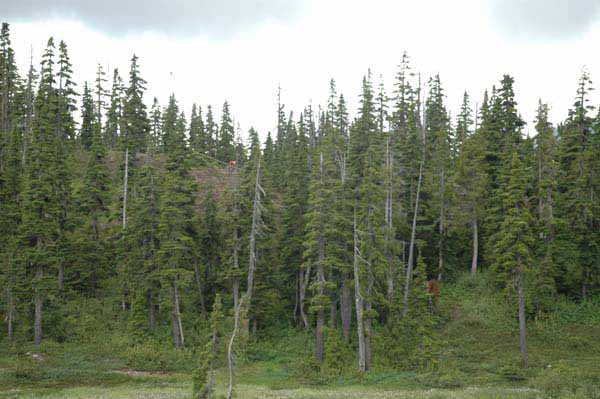 Mt Washngton CC001