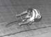 Joe_about_1950