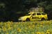 MavicsunflowersTDF7707-038