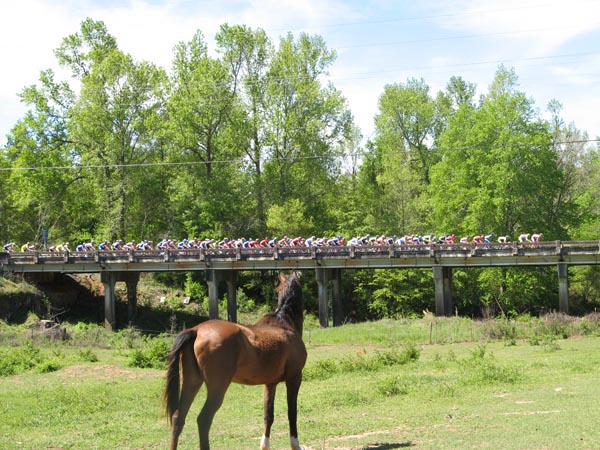 IMG_1511Horse,bridge#2727F5
