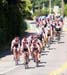 Team Trek-Red Truck Ale lead the peleton  		CREDITS:   		TITLE:   		COPYRIGHT: � Greg Descantes
