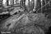 Rocks, roots & mud