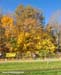 A bit of fall colour still remained 		CREDITS:  		TITLE: 2011 Cyclocross Nationals  		COPYRIGHT: Rob Jones/www.canadiancyclist.com 2011� All rights retained - no use permitted without prior, written permission