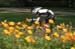 Racing in the heart of Elk Grove Village 		CREDITS:  		TITLE: 2011 Elk Grove ITT 		COPYRIGHT: Peter Kraiker - ��2011