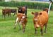 A couple of escapees chased back in by thephoto  flash 		CREDITS:  		TITLE:  		COPYRIGHT: Jan Safka 2011�         All rights retained - no copying, printing or other manipulation, editing or processing permitted without prior, written permission
