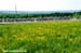 CREDITS:  		TITLE: Tour de Beauce 		COPYRIGHT: Rob Jones/www.canadiancyclist.com 2011� All rights retained - no copying, printing or other manipulation, editing or processing permitted without prior, written permission
