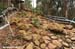 The Tree House rock garden returns from last year 		CREDITS:  		TITLE: Pietermaritzburg World Cup 		COPYRIGHT: Rob Jones/www.canadiancyclist.com 2012� All rights retained - no use permitted without prior, written permission